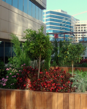 גינה על גג:‏ כשהשמיים פוגשים את הירוק