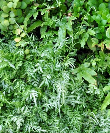 צמחיה מלאכותית למשרד, לסביבת עבודה נעימה ופרודוקטיבית