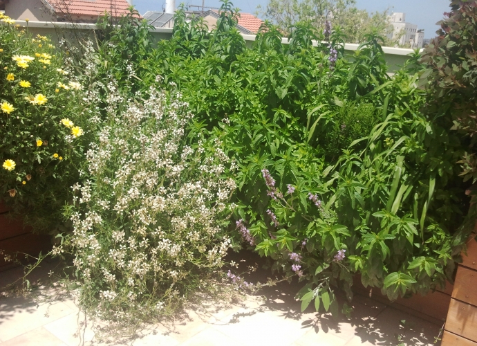 עציצים למרפסת