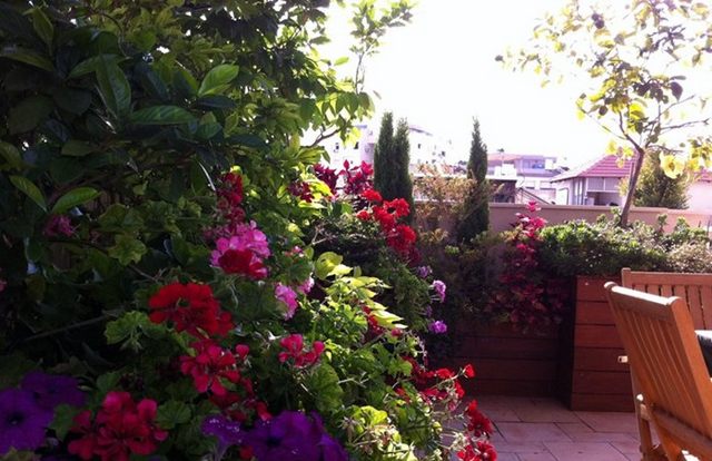 עיצוב גינת גג