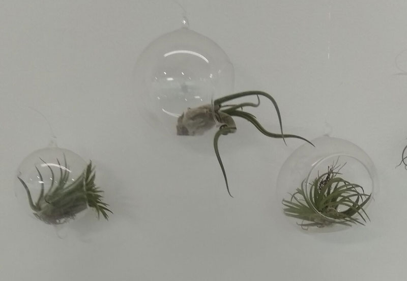 צמחים הידרופונים צמחים הידרופונים